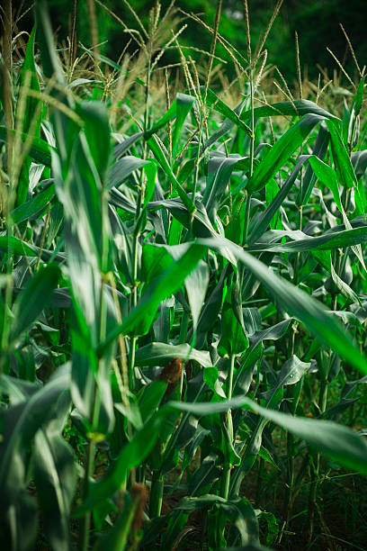 Cornfield stock photo