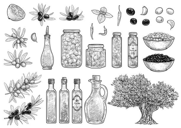 ilustraciones, imágenes clip art, dibujos animados e iconos de stock de ilustración de la colección olivo, dibujo, grabado, tinta, arte lineal, vectores - condiment healthy lifestyle vinegar cooking oil