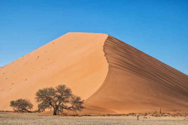 istock Dune 45 with solitary tree. Namibia. Africa. 924131898