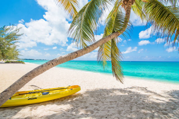 7 mile beach, caiaque e palma árvore do lado - cayman islands - fotografias e filmes do acervo