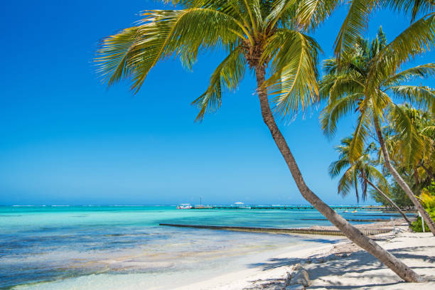 istock White Beach, Palms and Turquoise Sea 924139954