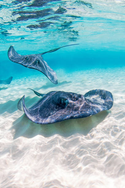 Southern Stingray Stingray swimming in the sand bar grand cayman stock pictures, royalty-free photos & images