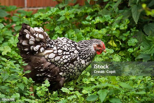 Chicken Stock Photo - Download Image Now - Agriculture, Animal, Bantam