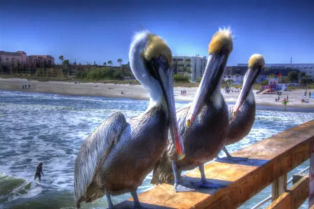 Photo of Pelican Trio