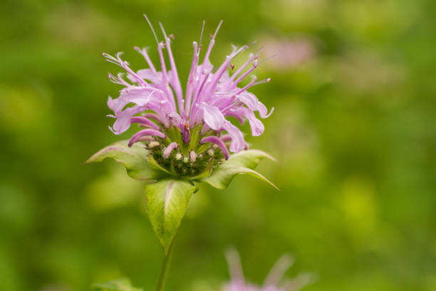 istock Purple Wild Bergamot 924153754
