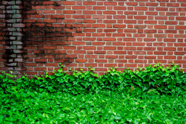 istock Red brick wall with lush green ivy in diffused light 924156316