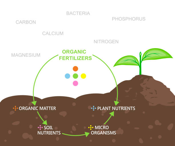 Diagram of Nutrients in Organic Fertilizers Diagram of nutrients in organic fertilizers. Vector illustration flat design soil health stock illustrations