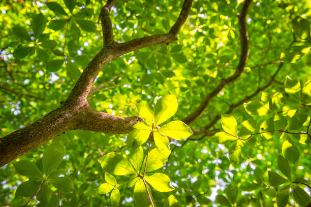 istock Enkianthus campanulatus 924161174