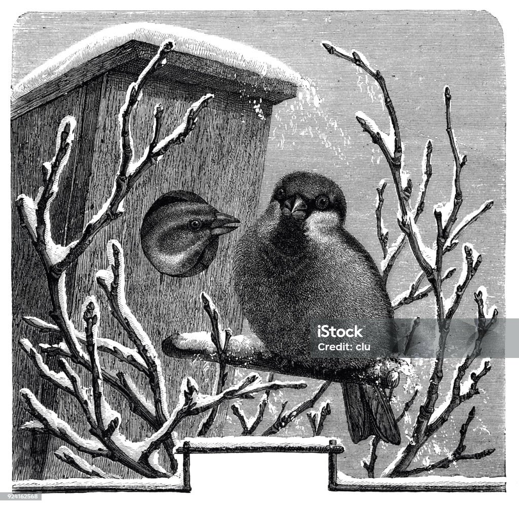 Two birds in birdhouse in winter Illustration from 19th century Birdhouse stock illustration