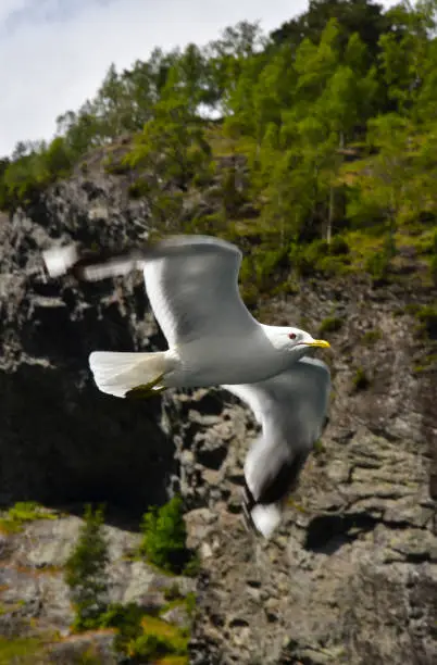 Seagull in flight against the background of rocks