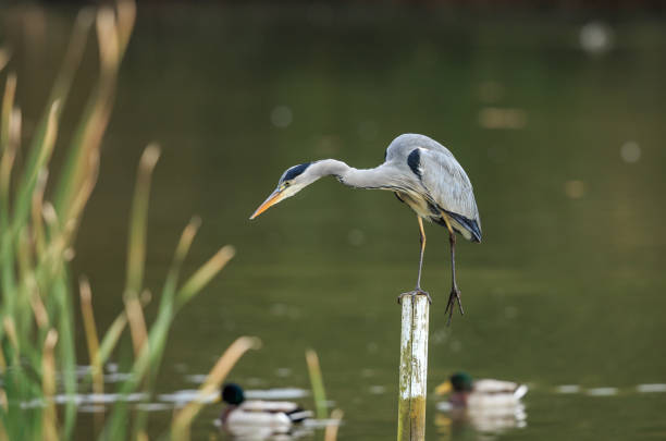 istock A grey heron fishing 924173432