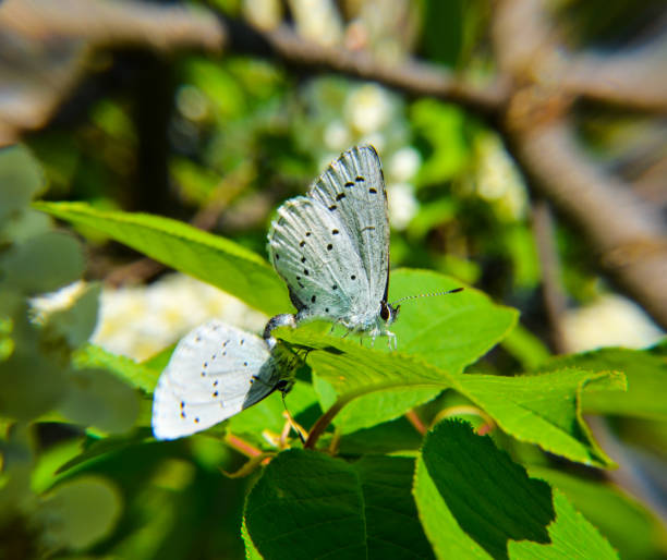 Butterfly on a lilac bush stock photo