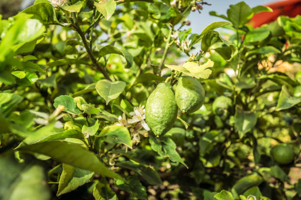 istock Unripe lemons hanging on a branch 924175752