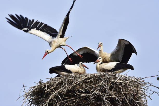 istock Young family of stroks babies 924179056