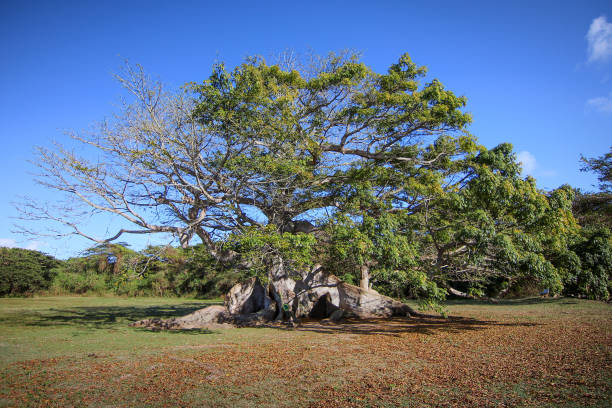 l'albero di ceiba, vieques, porto rico - isabella island foto e immagini stock