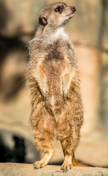 istock Alert meerkat ,Suricata suricatta, standing on guard 924186430