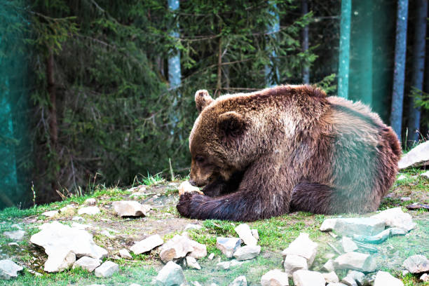 istock Brown bear in the reserve. 924186578