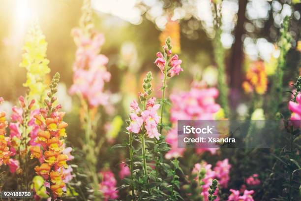 Photo libre de droit de Fleurs De Muflier Coloré banque d'images et plus d'images libres de droit de Fleur - Flore - Fleur - Flore, Printemps, Été