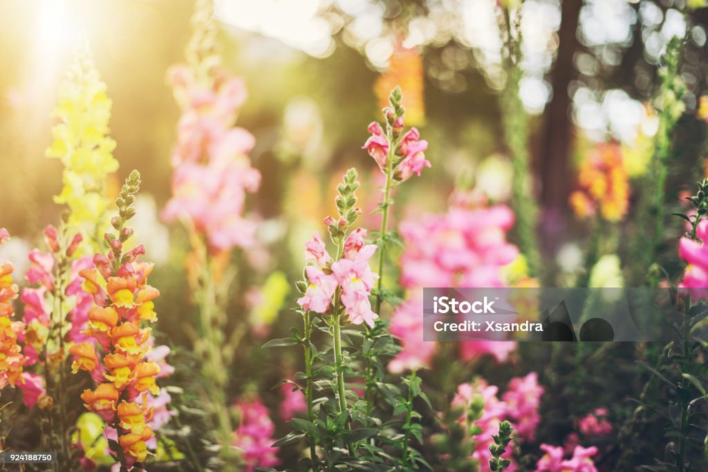 Colourful snapdragon flowers Colourful snapdragon flowers in a garden Flower Stock Photo