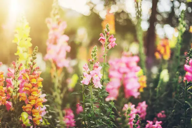 Colourful snapdragon flowers in a garden