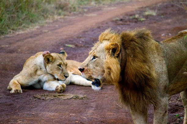 istock Lions and Lioness in Africa 924191638