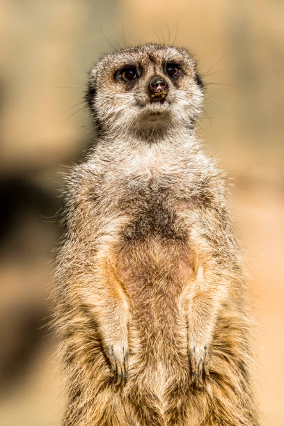istock Alert meerkat ,Suricata suricatta, standing on guard 924194736