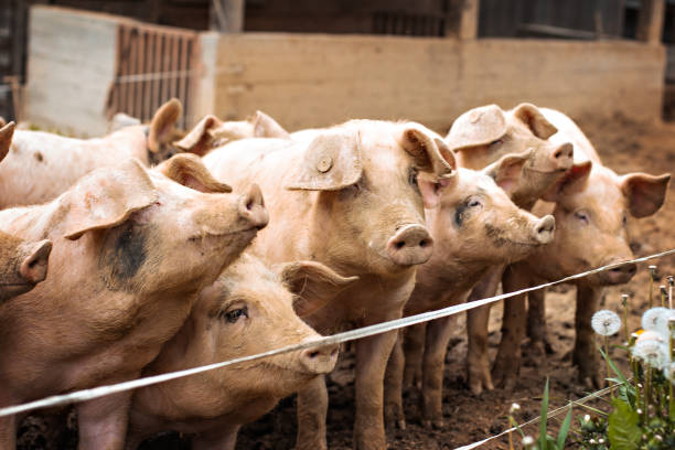 świnie w gospodarstwie. - livestock pink agriculture nature zdjęcia i obrazy z banku zdjęć