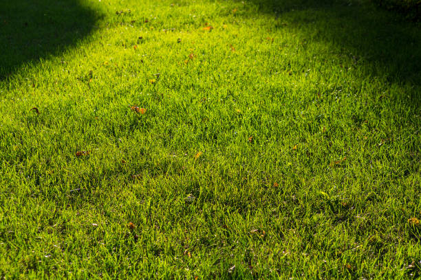 istock green grass in summer in field 924194808