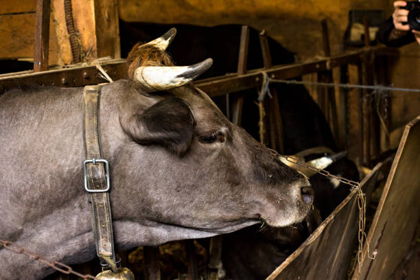 istock Bull on the farm in the stall. 924195368