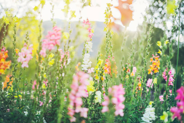 Colourful snapdragon flowers in a garden