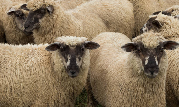 istock New Zealand Sheep 924201576