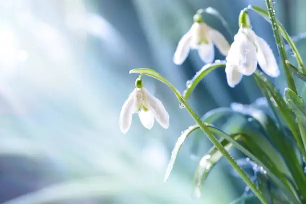 Spring Snowdrop Flowers with Water Drops in Spring Forest on Blue Background of  Sun and Blurred Bokeh Lights. Copy Space for your text