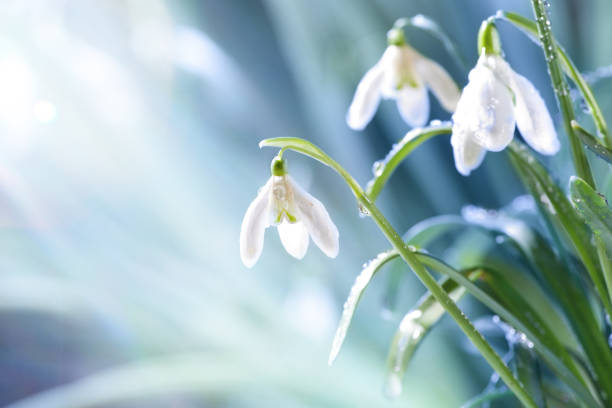 pierwsze wiosenne przebiśniegi kwiaty z kroplami wody w gadern - flower spring white blue zdjęcia i obrazy z banku zdjęć