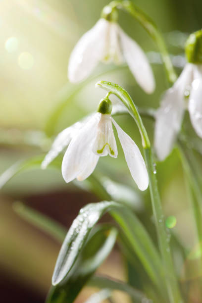 istock First Spring Snowdrops Flowers with Water Drops in Gadern 924201676
