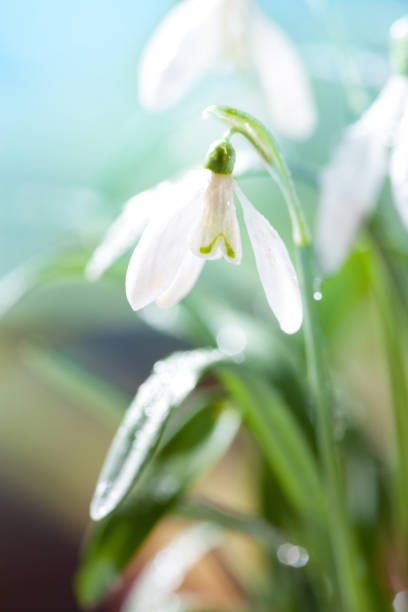 istock First Spring Snowdrops Flowers with Water Drops in Gadern 924201784