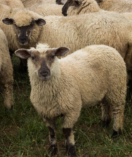 istock New Zealand Lambs 924201806