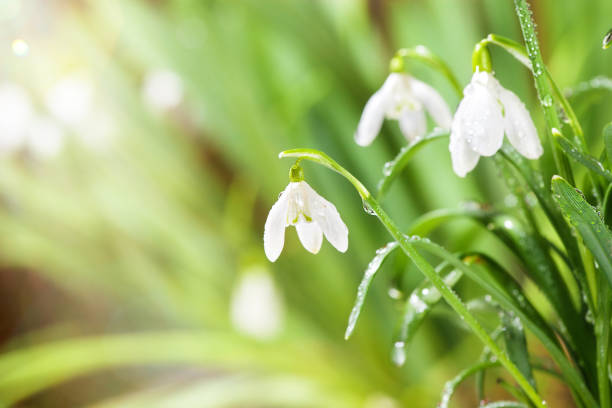 istock Green Spring Snowdrops Flowers with Water Drops in Gadern 924201834