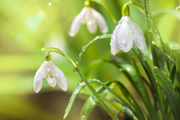 istock First Spring Snowdrops Flowers with Water Drops in Gadern 924201880