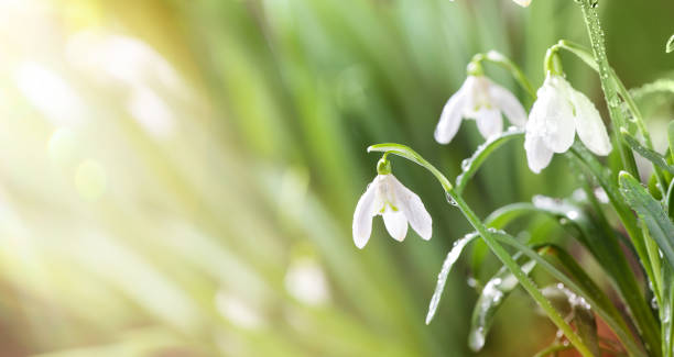 istock First Spring Snowdrops Flowers with Water Drops in Gadern 924201916