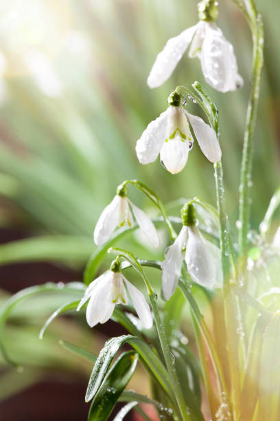 istock First Spring Snowdrops Flowers with Water Drops in Gadern 924201982