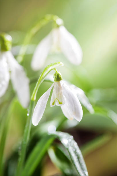 istock First Spring Snowdrops Flowers with Water Drops in Gadern 924202078