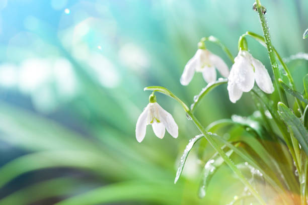 istock First Spring Snowdrops Flowers with Water Drops in Gadern 924202142