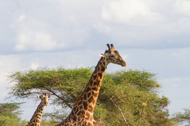 istock Wild Giraffe in Africa 924202350
