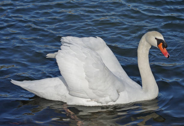 плавание немой лебедь - water surface standing water swan mute swan стоковые фото и изображения