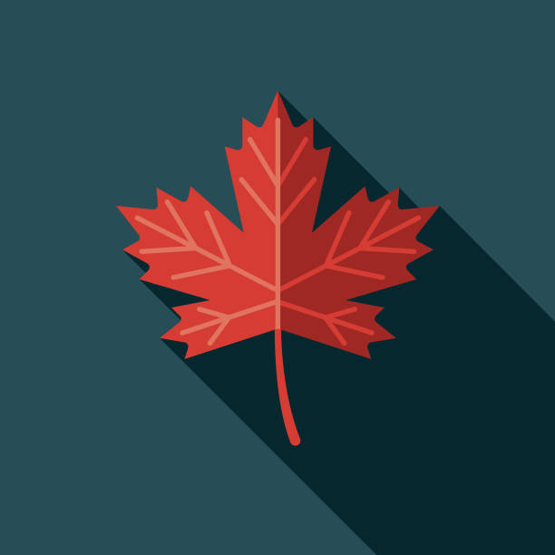 illustrazioni stock, clip art, cartoni animati e icone di tendenza di icona canadese con side shadow - leaf canadian culture maple leaf canada