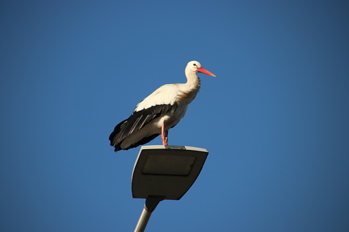 Stork sitting and looking around in a lamp post in Capelle aan den IJssel in the Netherlands