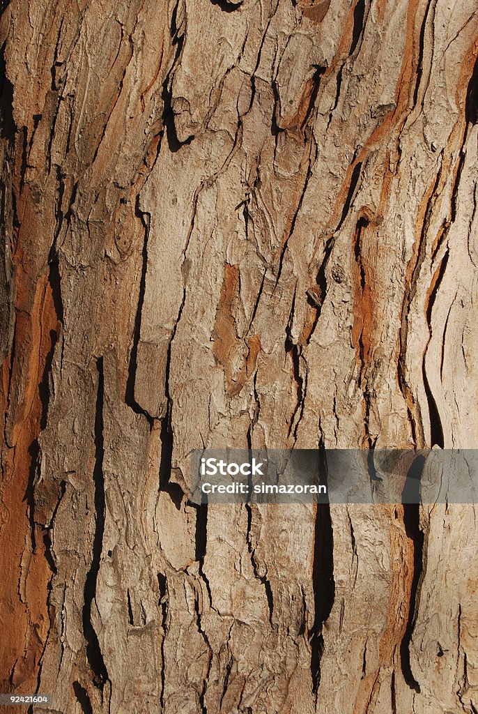 樹皮 - ひびが入ったのロイヤリティフリーストックフォト