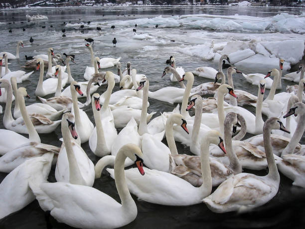 istock Swans swimming in frozen river 924217998