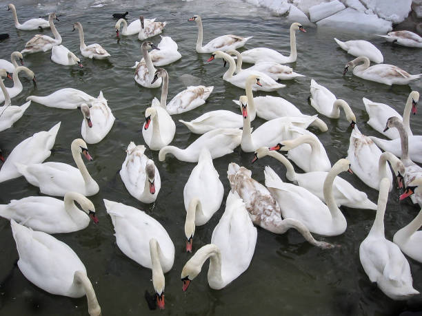 istock Swans swimming in frozen river 924218002