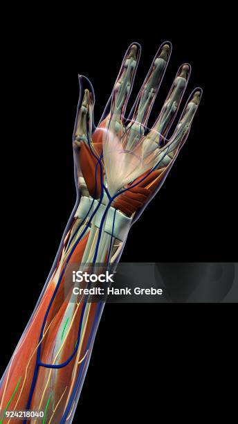 Palmo Femminile Di Anatomia Della Mano E Del Polso Su Sfondo Nero